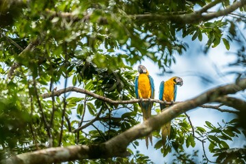 Macaw in Cuyabeno, Ecuado © Gert Olsson/Wirestock Creators