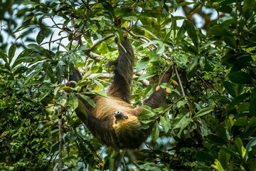 Sloth in Cuyabeno, Ecuador © Gert Olsson/Wirestock Creators