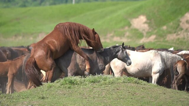 Mating of Wild Horses