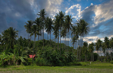 Fototapeta na wymiar Landscape with coconut trees, Siquijor Philippines