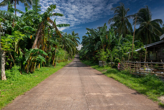 Jungle Road Through Palm Trees on Camiguin Island, Philippines