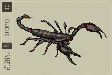 Black Scorpio Vector illustration - Hand drawn