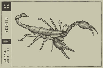 Scorpio Vector illustration - Hand drawn - Out line