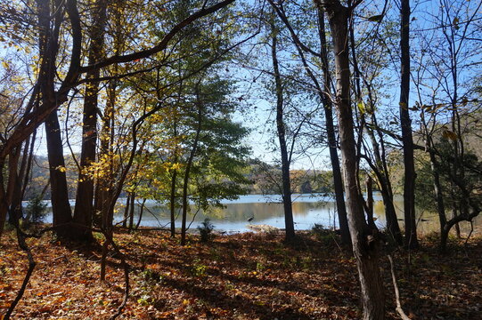 autumn in the woods by Radnor Lake Nashville
