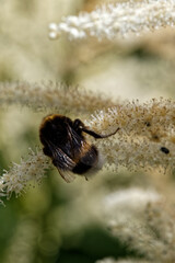 Bourdon butine sur fleur blanche.