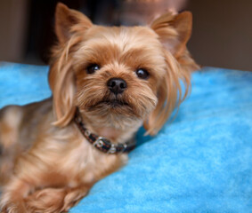 Well-groomed Yorkshire Terrier close-up. Cute pet portrait.