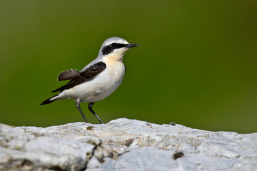 Northern wheatear // Steinschmätzer (Oenanthe oenanthe)