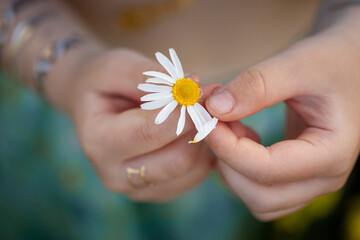 Kid guesses on a camomile in summer day. The concept of dreams, fulfillment of desires.