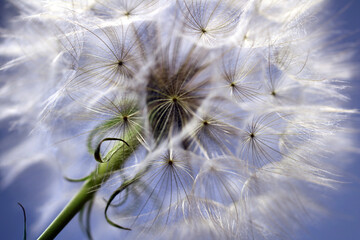 Wiesenbocksbart