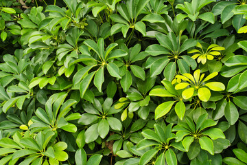 公園の花壇に植えられたｱｶﾃﾂ科の植物