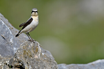 Northern wheatear // Steinschmätzer (Oenanthe oenanthe)