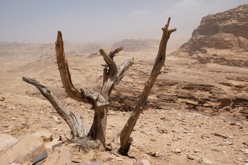 Wonderful mountain views with lonely dry tree on the Jordan Trail from Little Petra (Siq al-Barid)...