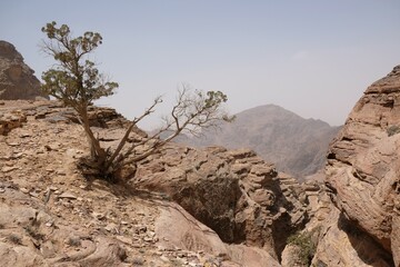 Wonderful mountain views with lonely tree on the Jordan Trail from Little Petra (Siq al-Barid) to...