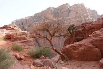 Lonely tree on tourist trail to viewpoint of Treasury in Nabataean ancient town Petra, Jordan.