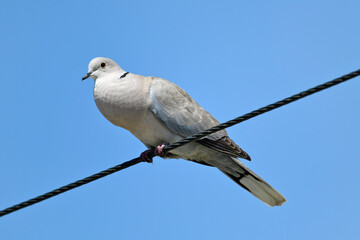 Obraz premium Eurasian collared dove // Türkentaube (Streptopelia decaocto)