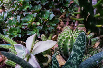 Cactus, suculentas y diferentes plantas del jardín