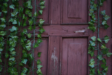 Old painted wood texture background. Wooden rustic brown planks texture with grean plants.