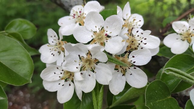 photo of white cherry blossom flowers