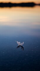 feather on a lake