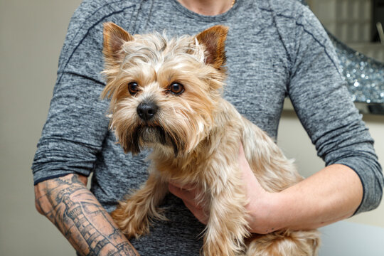 Cute young mini male yorkshire terrier in owner arms looking