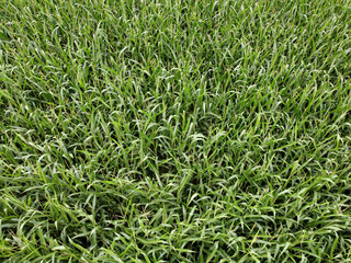 Aerial view of an agricultural field with grain planted in spring in Bavaria