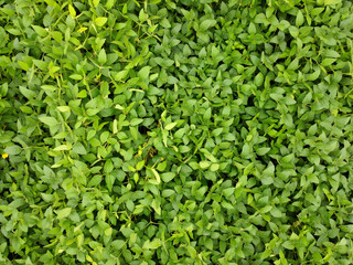 Aerial view of an agricultural field with grain planted in spring in Bavaria