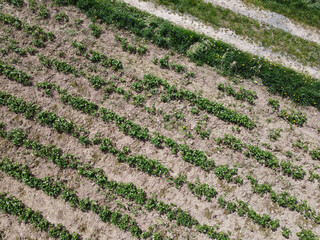 Aerial view of an agricultural field with grain planted in spring in Bavaria