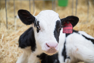 Young calves up to a year old. Young individuals belong to artiodactyls. The young of some wild...