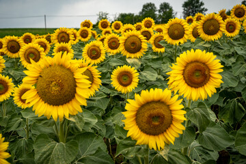 Obraz premium A field of blooming sunflowers in Lombardy Italy.