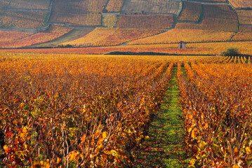 un paysage de vignoble automnal. Des vignes en automne. La Côte-d'Or en automne. La Bourgogne et...