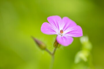 Closeup of Herb robert flower on blurred background in Csacsi arboretum in Zalaegerszeg, Hungary