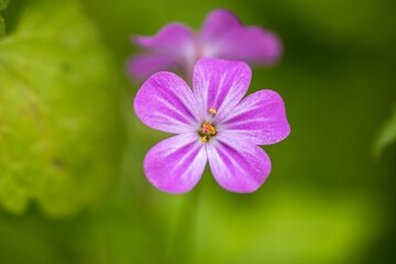 Closeup of Herb robert flower on blurred background in Csacsi arboretum in Zalaegerszeg, Hungary