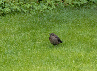 A juvenile Eurasian Blackbird (Turdus merula) in a garden in Suffolk, UK