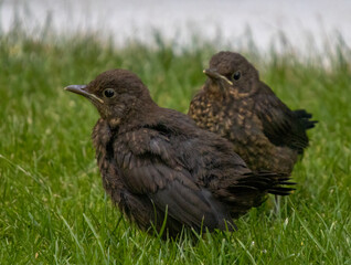 A juvenile Eurasian Blackbird (Turdus merula) in a garden in Suffolk, UK