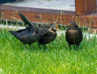 An adult Eurasian Blackbird (Turdus merula) feeding two of it's young in a garden in Suffolk, UK