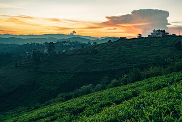 Fototapeta premium A sunrise view of Ooty with tea plantations