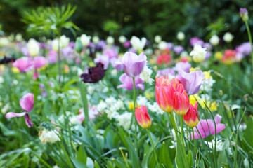 Many beautiful tulip flowers growing outdoors, closeup. Spring season