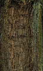 Obraz premium bark of a tree
