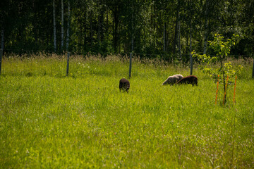 Flock of sheep grazing in the meadow with tall grass during sunset.