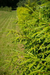 Fir tree brunch close up. Shallow focus. Fluffy fir tree brunch close up. Christmas wallpaper concept. Copy space.