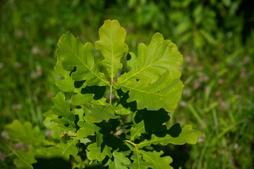 abstract green foliage background in forest with harsh shadows and fresh leaves