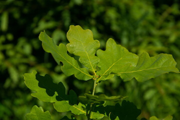 Green oak leaves on a branch in the sunlight