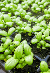 Close up picture of organic basil seedlings, selective focus.