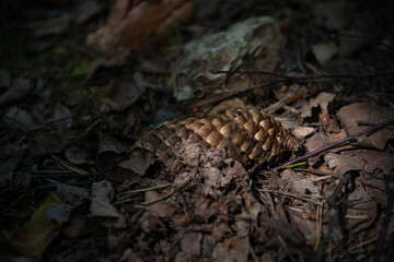 A few cones on the ground in a pine forest