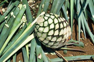 agave plant ready for tequila production