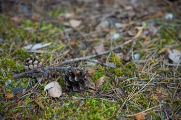 Spruce cone in green moss with tree branches and withered needles. Close-up, macro