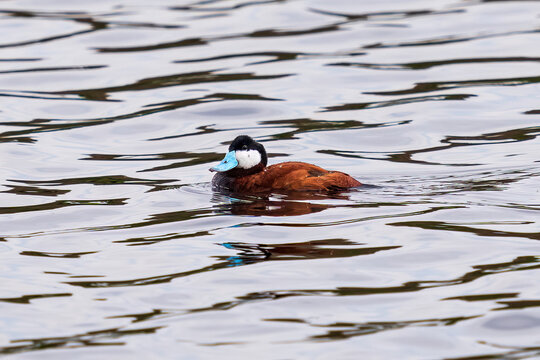 A Ruddy Duck in breeding plumage floating in a lake in early Spring with deep cinnamon colored feathers and a bright blue bill.