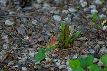 Green dandelion leaves have grown through the stones in the forest.