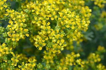Common rue