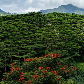 Invasive African Tulip Trees and invasive Albizia Trees on the Hawaiian Island of Kauai